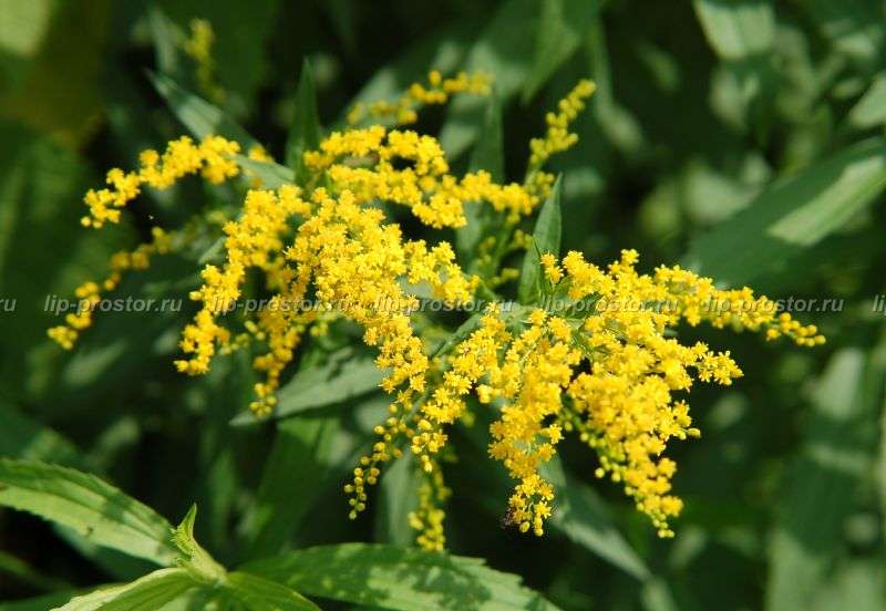 Солидаго - Многолетники цветов | Питомник растений | Саженцы посадка и уход